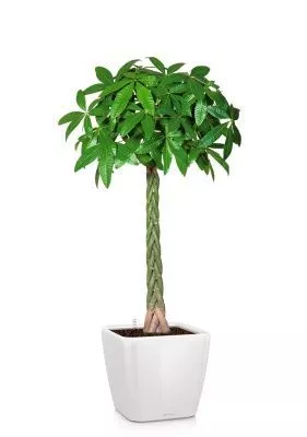 Пахира Акватика 27/150 см в QUADRO LS 35, белый блестящий