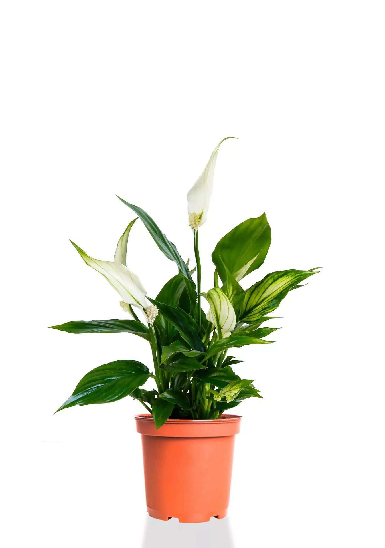 Спатифиллум 12/35 см