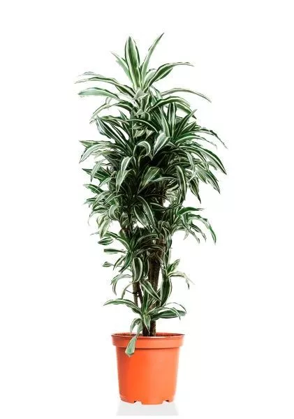 Драцена Варнески бранч 27/130 см