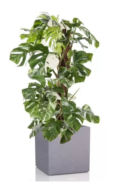 Монстера Вариегатная на опоре 30/170 см в CANTO STONE LOW 40