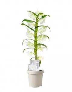 Орхидея Дендробиум белая 1 стволе 12/45 см