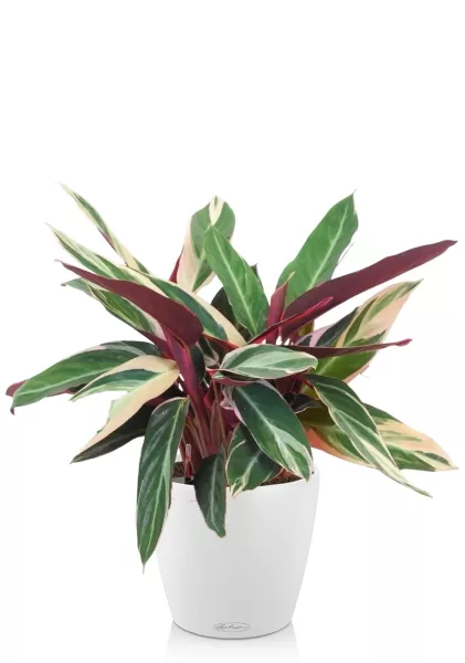 Строманта 15/50 см в CLASSICO COLOR 18