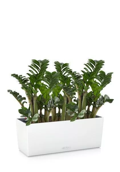 Замиокулькас Зензи в BALCONERA COLOR 50