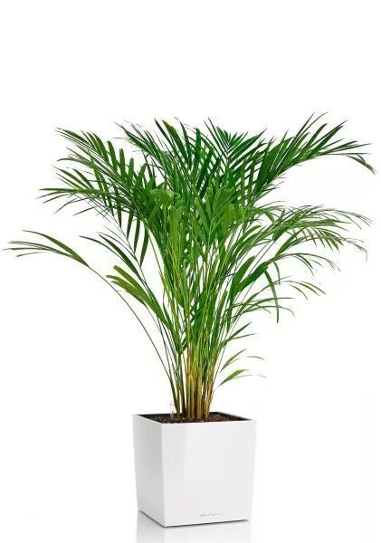 Хризалидокарпус Арека 19/120 см в CUBE 30