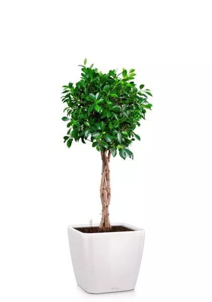 Фикус Нитида переплетенный 23/110 см в QUADRO LS 28