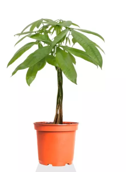 Пахира Акватика косичка 23/120 см