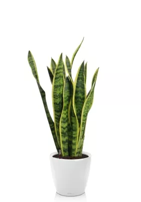 Сансевиерия Лауренти 17/60 см в CLASSICO LS 21