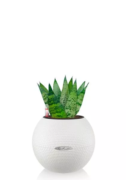 Сансевиерия Зейланика 9/30 см в PURO 20