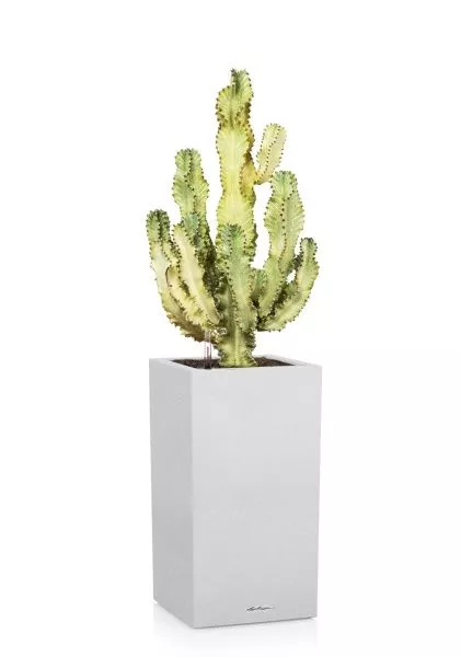 Эуфорбия Ингенс в CANTO STONE HIGH 40