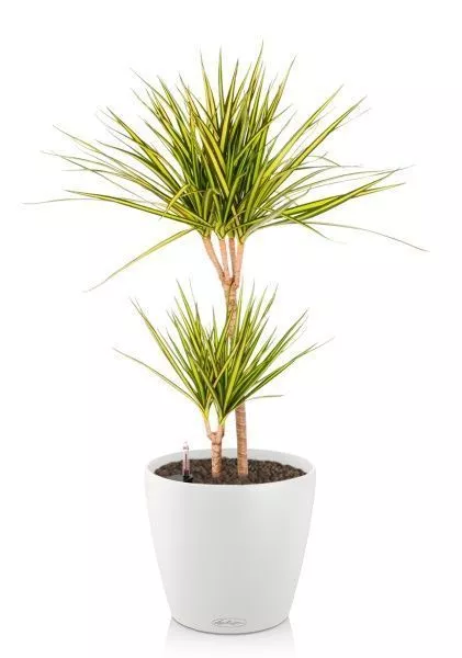 Драцена Маргината Санрей 2 ствола 17/70 см CLASSICO COLOR 21