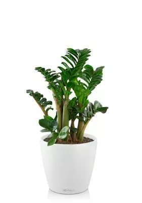 Замиокулькас Зензи 14/50 см в CLASSICO 18, белый