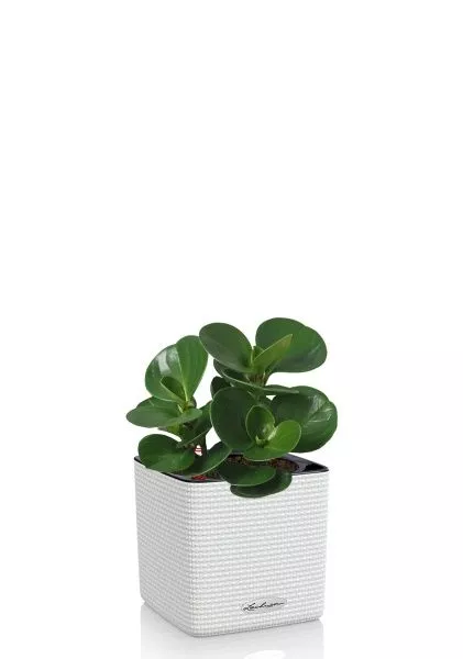 Пеперомия Грин в CUBE COLOR 14