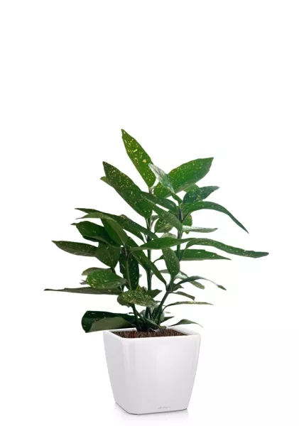 Аукуба Японика Вариегата 17/40 см в QUADRO LS 21