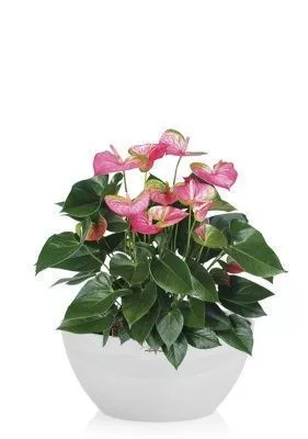 Антуриум розовый CUBETO COLOR 30/45 см Песочный белый