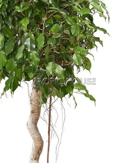 Фикус Экзотика спираль 34/140 см