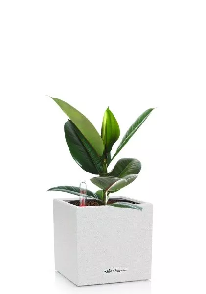 Фикус Эластика Робуста 12/40 см в CANTO STONE 14