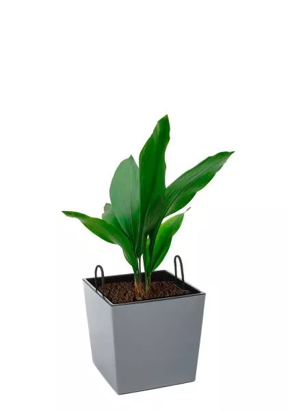 Аспидистра Элатиор 17/70 см в LAMELA Juka 19x19