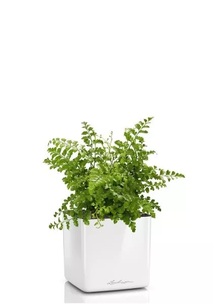 Папоротник Парвати в CUBE GLOSSY 14