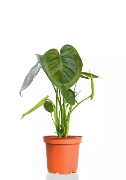 Монстера Делициоза 12/40 см