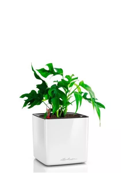 Монстера Рафидофора Минима 12/20 см в CUBE GLOSSY 16
