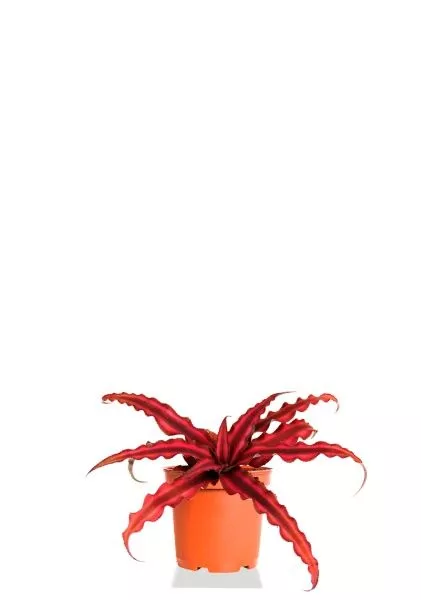 Криптантус Ред Стар 9/15 см