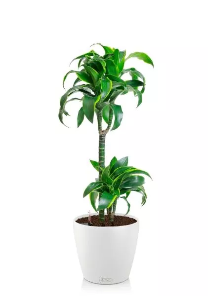 Драцена Дорадо 2 ствола 19/100 см в CLASSICO COLOR 28