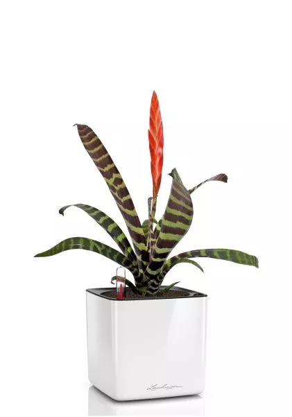 Вриезия Спленриет в CUBE GLOSSY 14