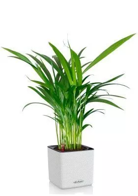 Хризалидокарпус Арека 14/60 в CUBE COLOR 16, белый