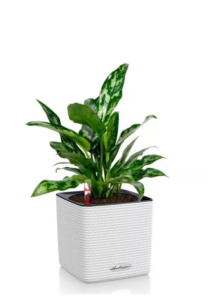 Аглаонема Мария 15/35 в CUBE COLOR 16