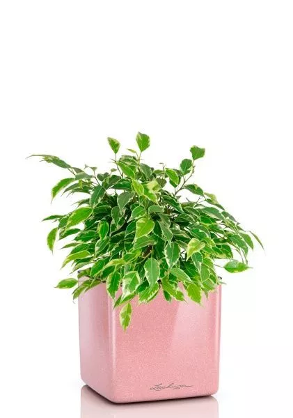 Фикус Бенджамина Кинки Пестрый 12/30 см в CUBE GLOSSY KISS 14