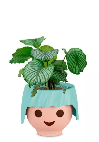 Калатея Орбифолия 12/40 см в OJO