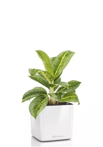 Аглаонема Лемон Минт в CUBE GLOSSY 14