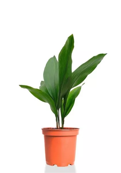 Аспидистра Элатиор 13/50 см