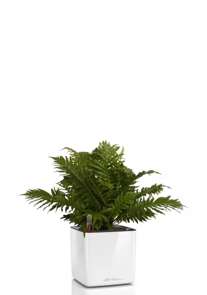 Блехнум 12/30 см в CUBE GLOSSY 14