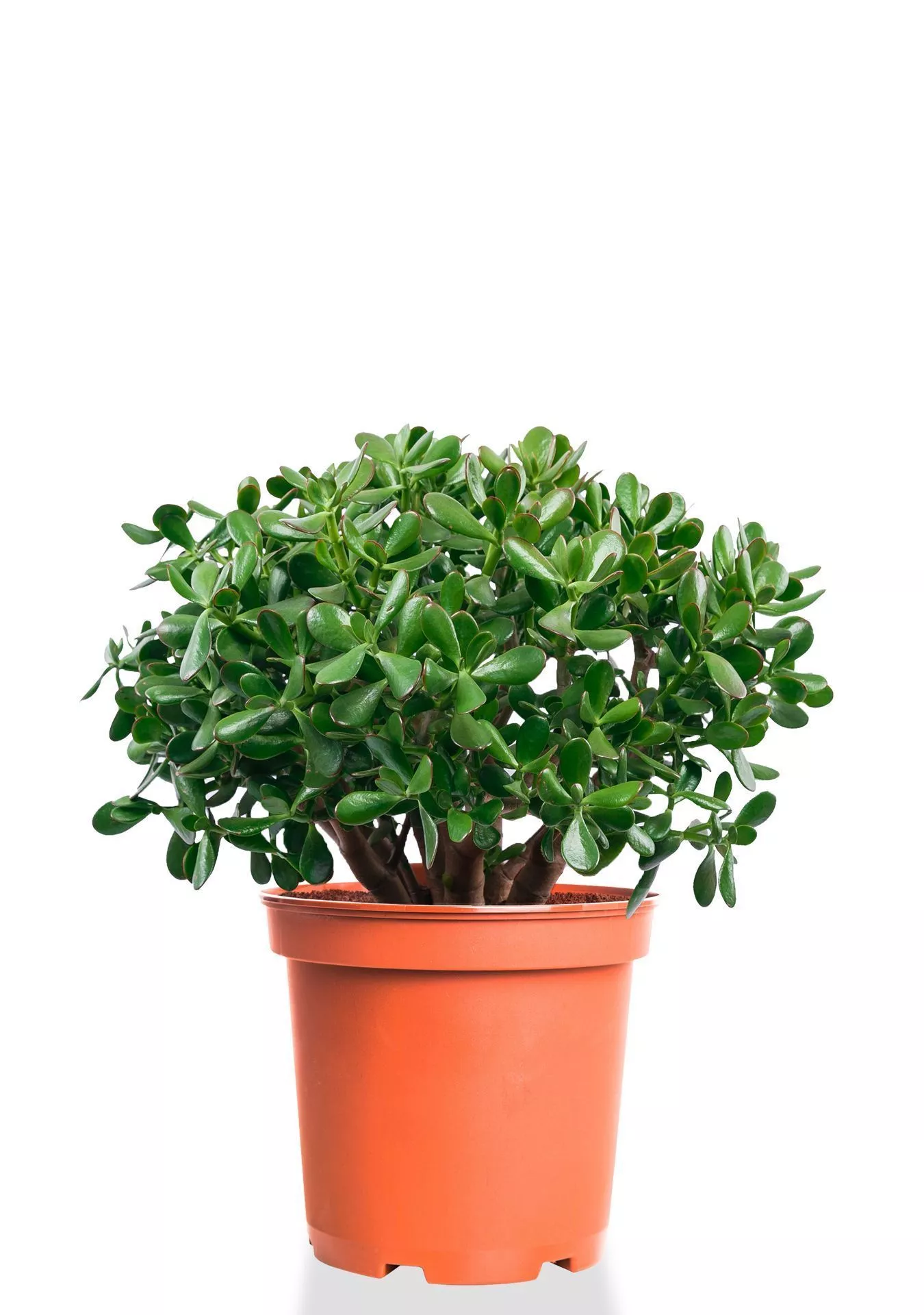 Крассула Овата 29/50 см