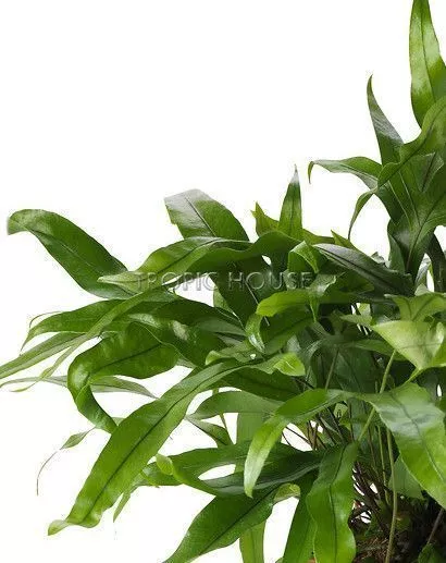 Папоротники CUBE COLOR TRIPLE 14