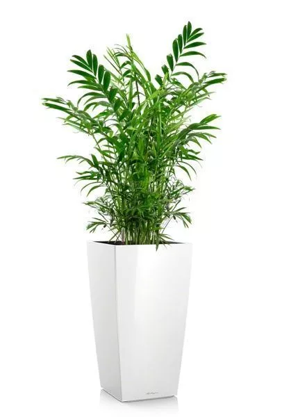 Хамедорея Элеганс 17/60 см в CUBICO 22