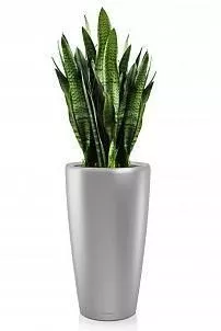 Сансевиерия в RONDO 40