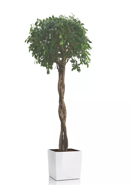 Фикус Нитида переплетенный 42/200 см в CUBE 50