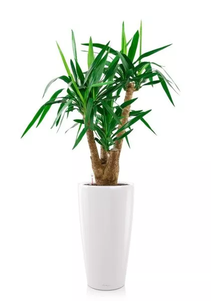 Юкка в RONDO 32