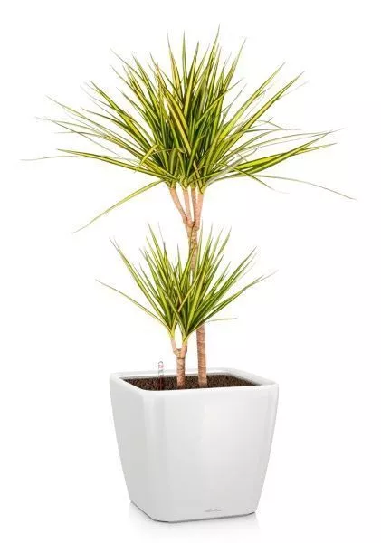 Драцена Маргината Санрей 2 ствола 17/70 см QUADRO LS 21