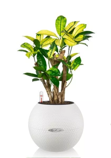 Кротон Миссис Айстон в PURO 20