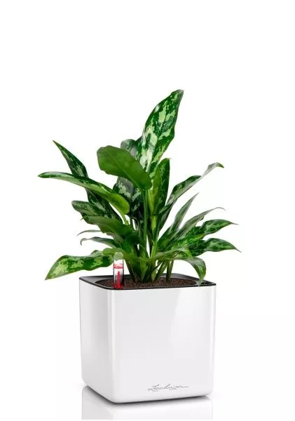 Аглаонема Мария 15/35 в CUBE GLOSSY 16