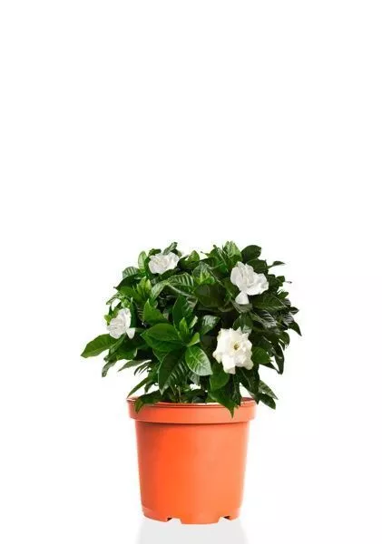 Гардения 12/30 см