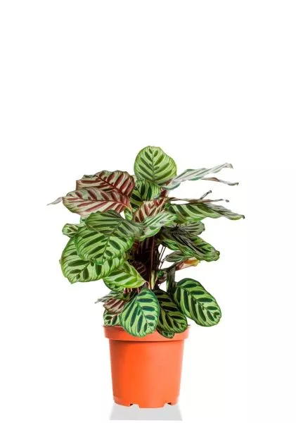 Калатея Макояна 14/45 см