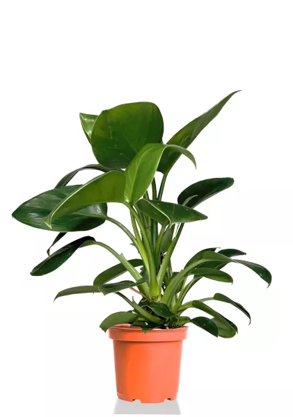 Филодендрон Грин Принцесс 17/60 см