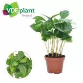 Кофе Арабика d7 см h15 см тип 2