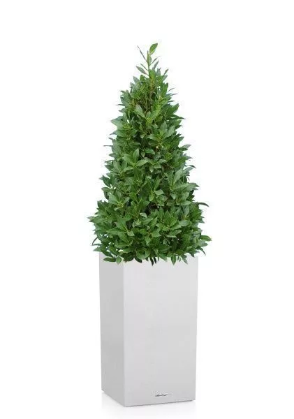 Лавр пирамида в CANTO STONE HIGH 30