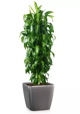 Драцена Гавайская 27/190 см в QUADRO LS 43, антрацитовый металлик