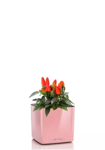 Капсикум микс 10/25 в CUBE GLOSSY KISS 14